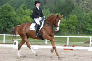 DREAM STREET v. Dream of Heidelberg II x Davignon II - erfolgreichstes 7-jähriges Mecklenburger Dressurpferd. Foto: Wego